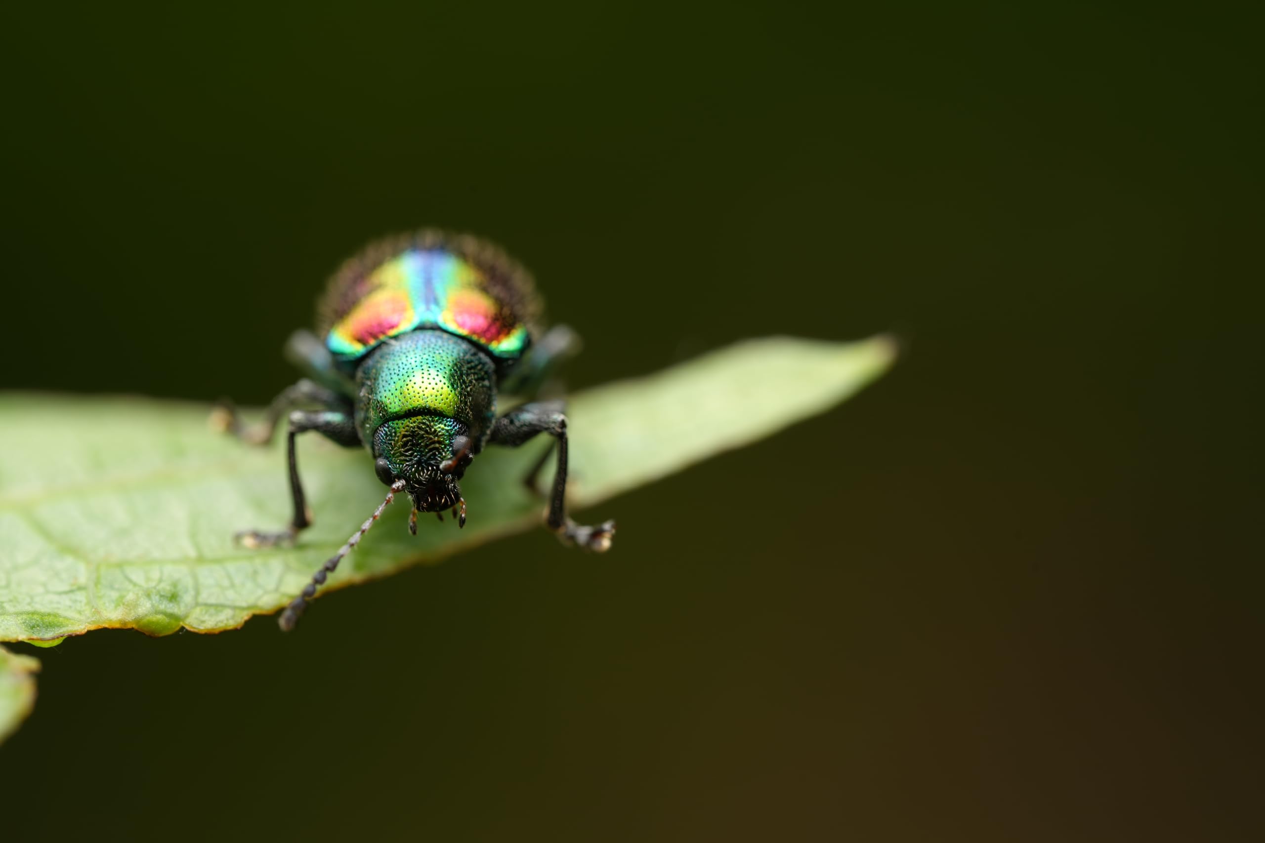 sony-fe-100mm-f2-8-gm-oss-macro-lens-1-4x-magnification-g-master-quality image 6