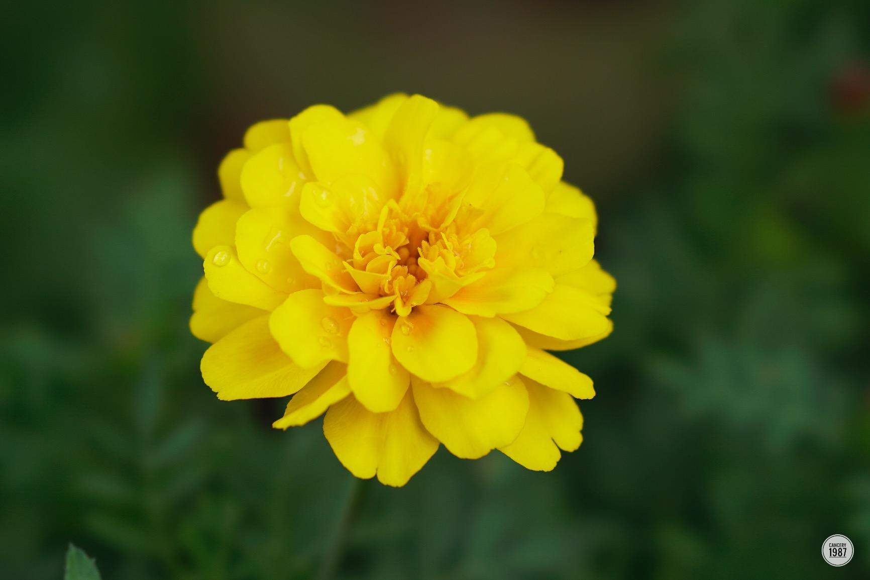 Lovely bokeh but slow AF