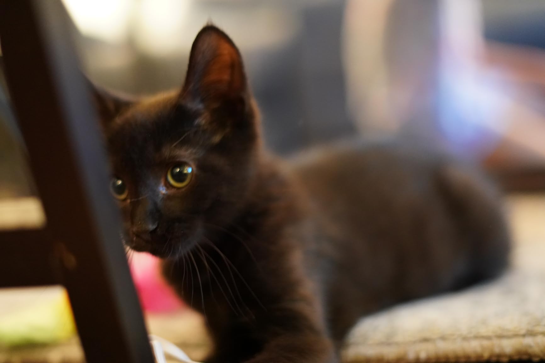 Good lens, slow autofocus