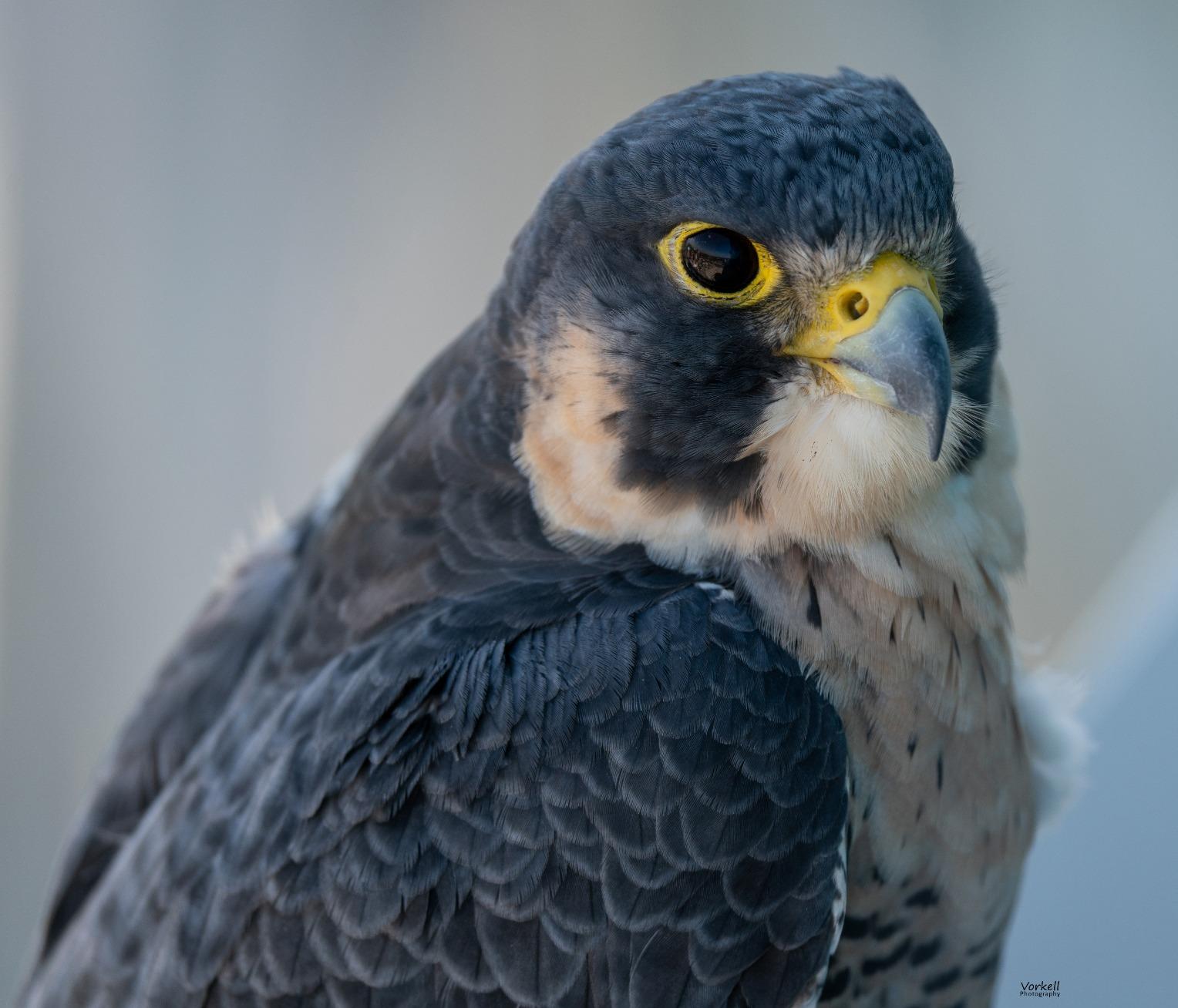 Wildlife wonder