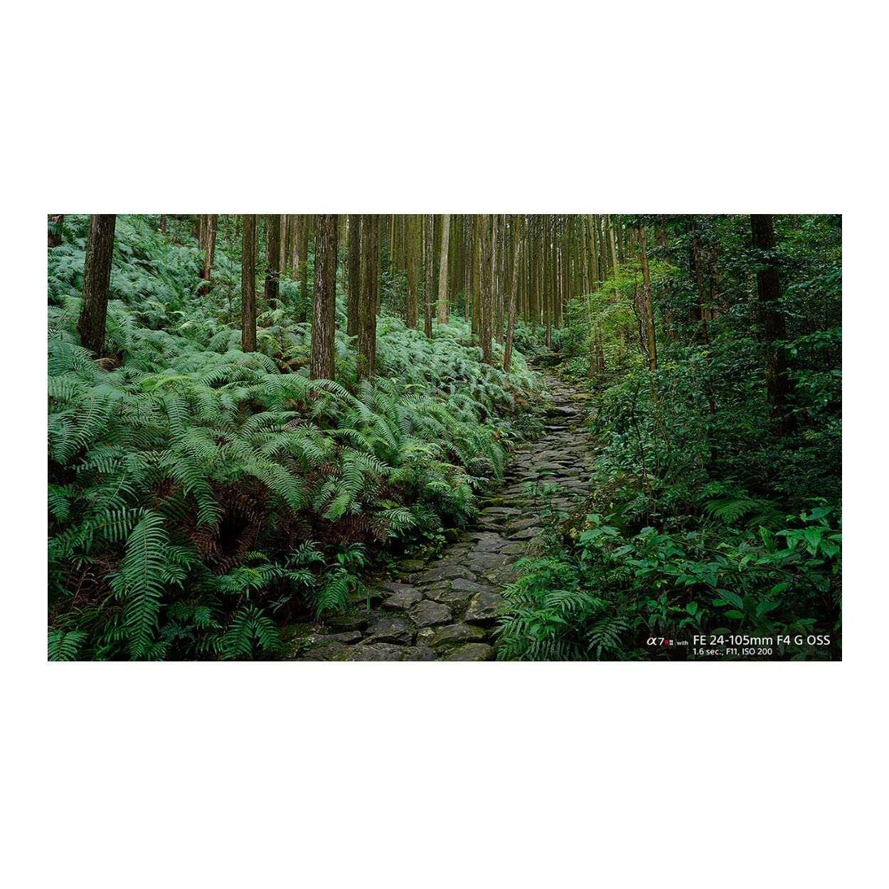 sony-fe-24-105mm-f4-g-oss-standard-zoom-lens-sel24105g-2-black image 3