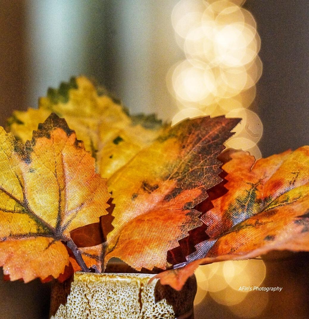 Bokeh masterpiece