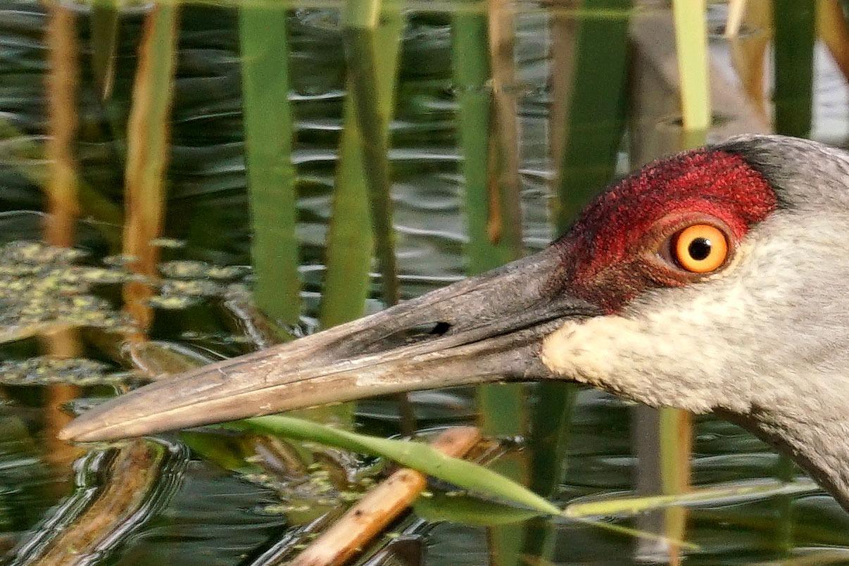 Excellent telephoto