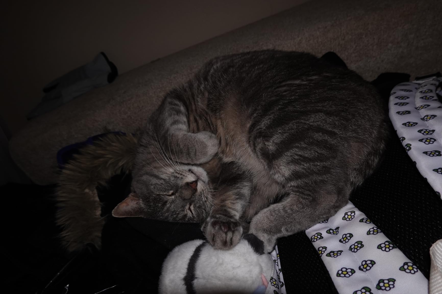 Pocket beast